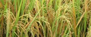 Khaira Disease in Rice: Causes and Symptoms