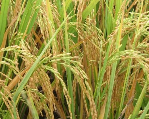 Khaira Disease in Rice: Causes and Symptoms